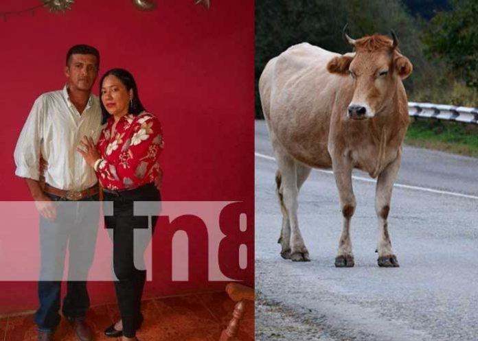 Foto: Semoviente sobre la vía provoca la muerte de un motociclista en Rivas / Cortesía