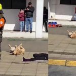 Foto: Perrito Estrella: ¡Firulais Rescata el Simulacro! / Cortesía