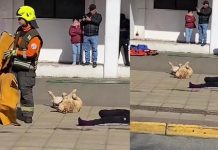Foto: Perrito Estrella: ¡Firulais Rescata el Simulacro! / Cortesía