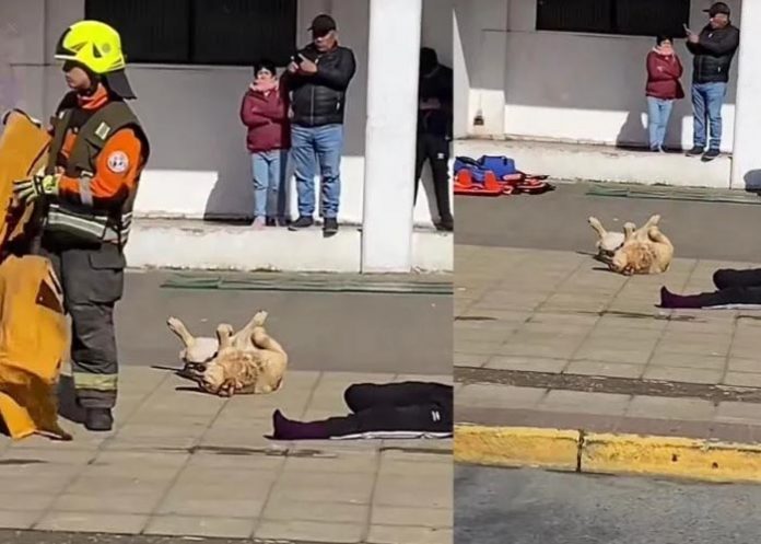90w Foto: Perrito Estrella: ¡Firulais Rescata el Simulacro! / Cortesía