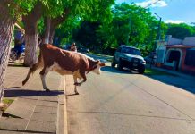 ¡La hazaña de la vaca intrépida! Motociclista es embestido en Medellín Foto: ¡La hazaña de la vaca intrépida! Motociclista es embestido en Medellín/Cortesía