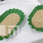 INTA y Kopia capacitan sobre producción de ajonjolí en Nicaragua Foto: Capacitación sobre el ajonjolí en Nicaragua / TN8