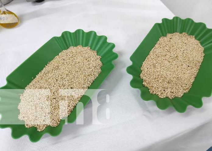 Foto: Capacitación sobre el ajonjolí en Nicaragua / TN8