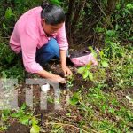 Unión Nacional de Empleados se sume a la campaña «Verde que te Quiero Verde» Unión Nacional de Empleados adopta 15 mil plantas