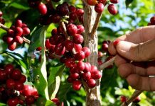 ¿Qué implica para Nicaragua tener una mejor y mayor producción de café? Foto: Producción de café en Nicaragua