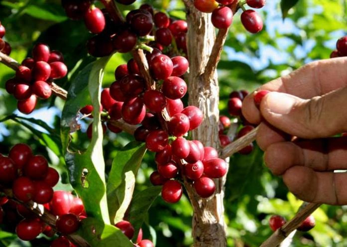 Foto: Producción de café en Nicaragua