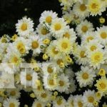 Hermosos lucen los campos de flores en Catarina de cara al 2 de noviembre Foto: Campos de flores en Catarina / TN8