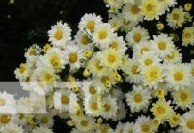Hermosos lucen los campos de flores en Catarina de cara al 2 de noviembre Foto: Campos de flores en Catarina / TN8