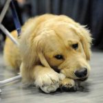 Perrito fue brutalmente golpeado en Colombia