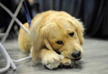Perrito fue brutalmente golpeado en Colombia