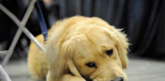 Perrito fue brutalmente golpeado en Colombia