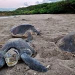 Saqueadores de huevos de tortugas, heridos por enfrentamiento en San Juan del Sur Foto: Saqueo de huevos de tortugas en La Flor, San Juan del Sur