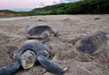 Saqueadores de huevos de tortugas, heridos por enfrentamiento en San Juan del Sur Foto: Saqueo de huevos de tortugas en La Flor, San Juan del Sur