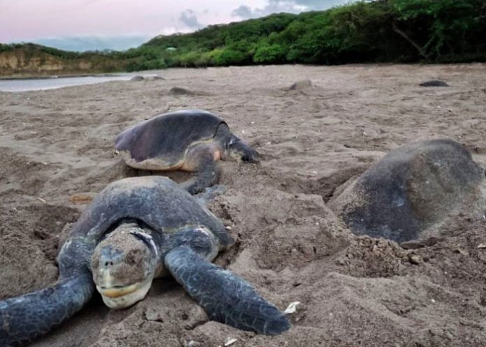 Foto: Saqueo de huevos de tortugas en La Flor, San Juan del Sur