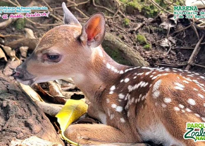 nica Nace una belleza en Nicaragua