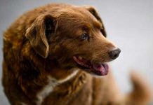 Legado de amor: Muere a los 31 años Bobi, el perro más longevo del mundo Muere Bobi, el perro más viejo del mundo a los 31 años