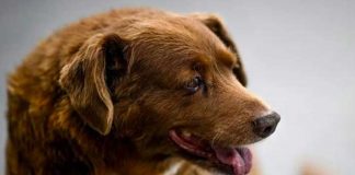 Muere Bobi, el perro más viejo del mundo a los 31 años