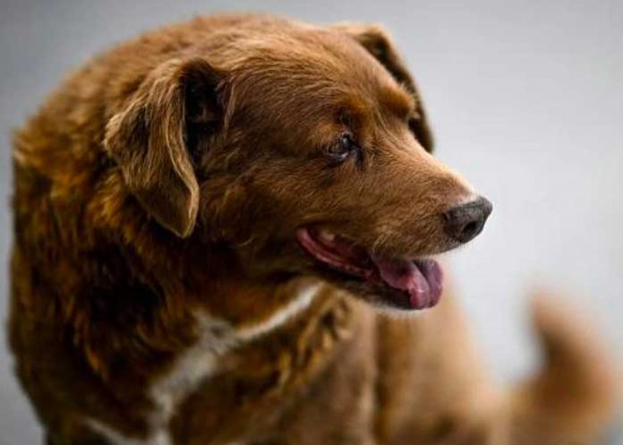 Muere Bobi, el perro más viejo del mundo a los 31 años