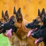 Desgracia en España: Enfermera muere tras mortal ataque de 5 perros pastores Conmoción en España tras ataque de perros a enfermera