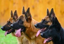 Desgracia en España: Enfermera muere tras mortal ataque de 5 perros pastores Conmoción en España tras ataque de perros a enfermera