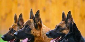 Conmoción en España tras ataque de perros a enfermera
