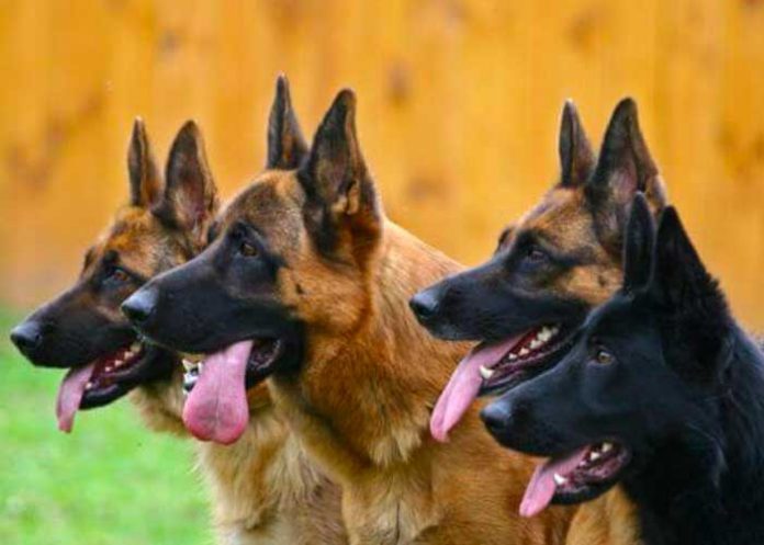 Conmoción en España tras ataque de perros a enfermera