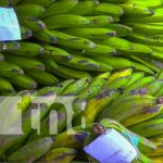 Buen tamaño y sabor: Preparación para Feria del Plátano en Macuelizo Foto: Feria del Plátano en Macuelizo / TN8