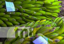 Foto: Feria del Plátano en Macuelizo / TN8