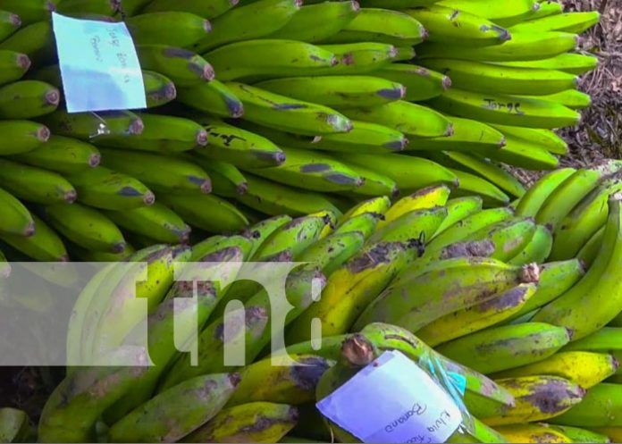 platano-1 Foto: Feria del Plátano en Macuelizo / TN8