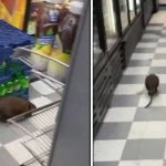 Foto: Rata gigante en Nueva York