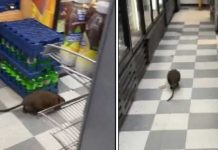 Foto: Rata gigante en Nueva York