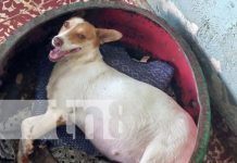 Salvá el alma de un perrito o un gatito con la Casa Hogar Scott Foto: Adoptá un perrito o un gatito con Casa Hogar Scott / TN8