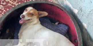 Foto: Adoptá un perrito o un gatito con Casa Hogar Scott / TN8