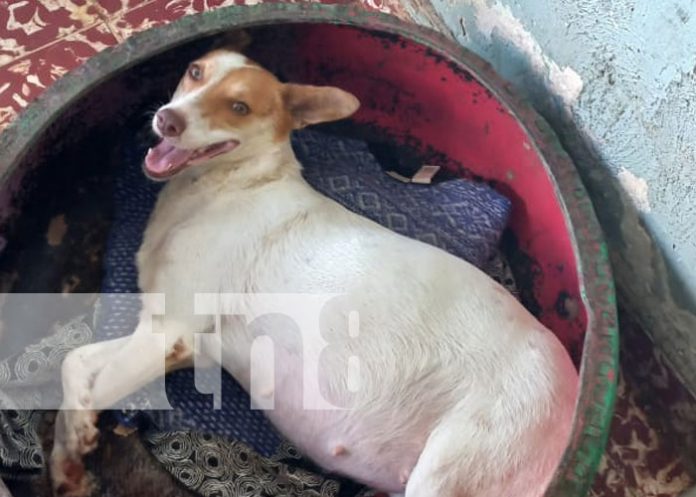 Foto: Adoptá un perrito o un gatito con Casa Hogar Scott / TN8