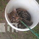 Foto: Pequeño tigre deambulaba en un barrio de Bilwi / TN8