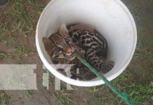 Lo tenían como mascota: Decomisan un tigrillo a una familia en Bilwi Foto: Pequeño tigre deambulaba en un barrio de Bilwi / TN8