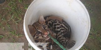 Foto: Pequeño tigre deambulaba en un barrio de Bilwi / TN8