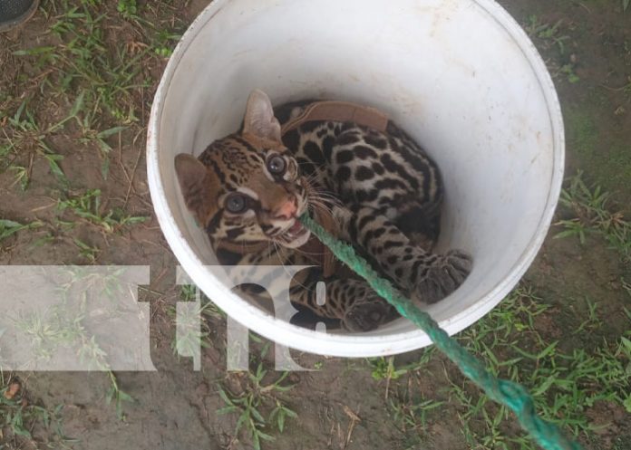 Foto: Pequeño tigre deambulaba en un barrio de Bilwi / TN8