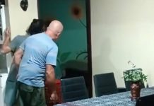 Foto: Vacas entran a una casa en Costa Rica y se vuelven virales