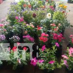 ¡Naturaleza en pleno esplendor! Viveristas transforman el parque de ferias en Managua Foto: ¡Naturaleza en pleno esplendor! Viveristas transforman el parque de ferias en Managua/TN8