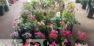 Foto: ¡Naturaleza en pleno esplendor! Viveristas transforman el parque de ferias en Managua/TN8