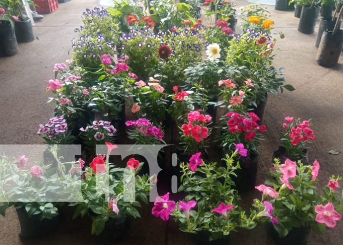 Foto: ¡Naturaleza en pleno esplendor! Viveristas transforman el parque de ferias en Managua/TN8