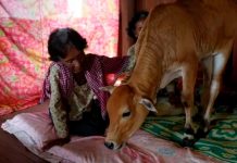 Boda inusual: Mujer se casa con una vaca afirmando que su marido se reencarnó Mujer se casa con una vaca afirmando que su marido se reencarnó