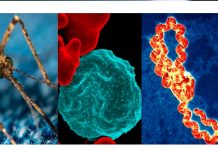 Foto: Disminuyen los contagios de Malaria, Neumonía y Dengue, entre otras enfermedades que afectan el país /Cortesía