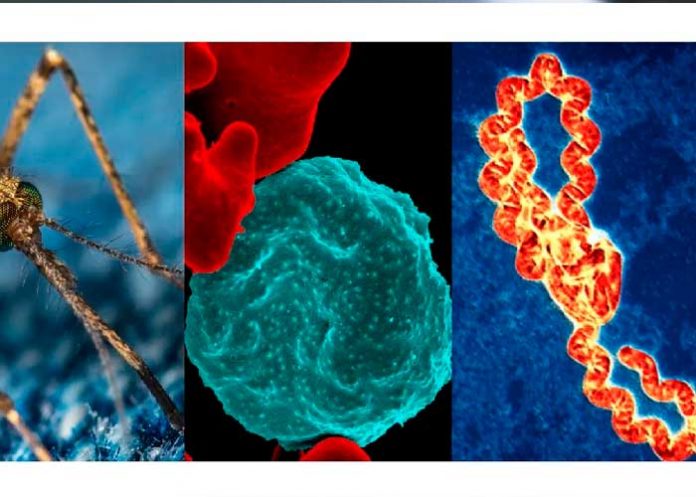 1 Foto: Disminuyen los contagios de Malaria, Neumonía y Dengue, entre otras enfermedades que afectan el país /Cortesía