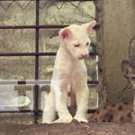 Puma Blanca Itzae: la nueva estrella del zoológico Thomas Belt en Juigalpa Puma Blanca Itzae: la nueva estrella del zoológico Thomas Belt en Juigalpa