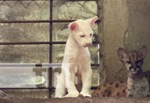 Puma Blanca Itzae: la nueva estrella del zoológico Thomas Belt en Juigalpa Puma Blanca Itzae: la nueva estrella del zoológico Thomas Belt en Juigalpa
