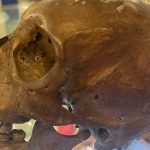 Encuentran cráneo real en una tienda de antigüedades de EE.UU. Foto: Encuentran un cráneo real /cortesía