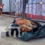 Foto: Cruel tragedia hacia perros y gatos /cortesía