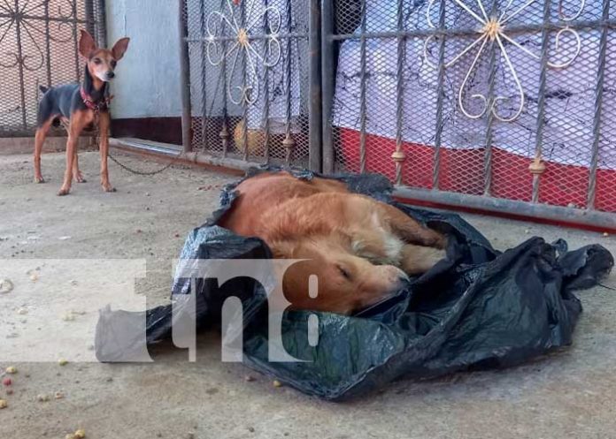 Foto: Cruel tragedia hacia perros y gatos /cortesía